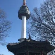 コアラの画像