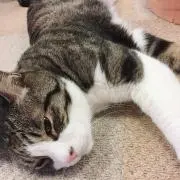 ぺいぺいの画像