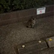 いろはす