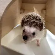 tomo
