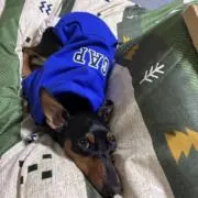ピロの画像