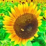 aaamin ❁.。の画像