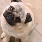 みかんの画像