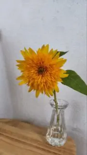 blueearthblueの画像