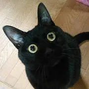 きょんこ