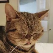 みすけ