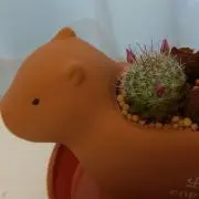 かぴぴの画像