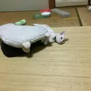 Zeromtrap