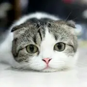 すさく