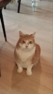 みーちゃんの画像