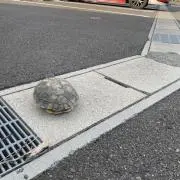 KY ACEの画像