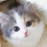 Late_purin**の画像