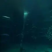 からみの画像