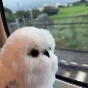 夢苺の画像