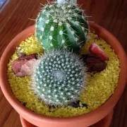Saboの画像