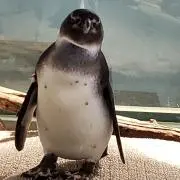 ようちゃん