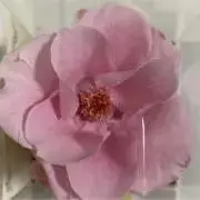 mogmogの画像
