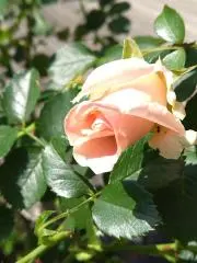 薔薇姫