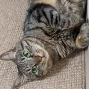 みおの画像