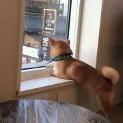 はなの画像