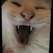 にゃん太郎