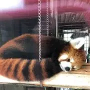 ぴんぴの画像