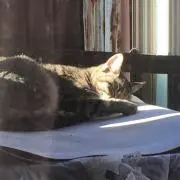 なかやん