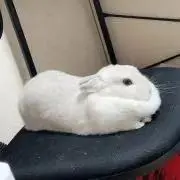 宝華