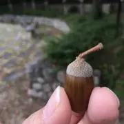 どんぐり