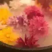 ⑅⃛まんむう⑅⃛の画像