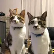 Pepeの画像