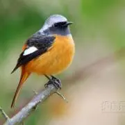 絵本28冊まとめ売りキャベツくんへんてこライオンおまえうまそうだな等