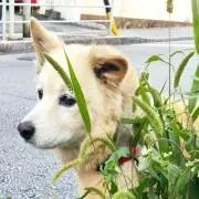 jun