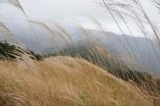 ろーわんの画像