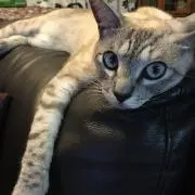 サチの画像