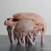 kelpieの画像