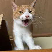 アルデバラン工房の画像