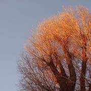 ららの画像