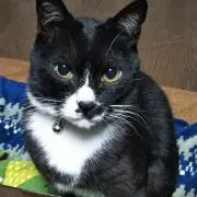 みどりん