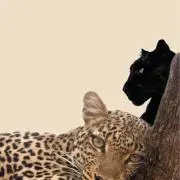 aの画像
