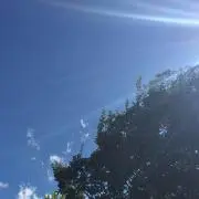 はんさん