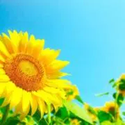 モモの画像