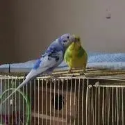 インコハウス