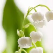 雪鶴の画像