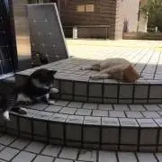 だいふくの画像