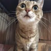 ねこの画像