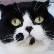 ぬこ/次回発送7/3日ですの画像