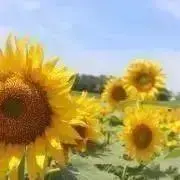 ひまわり☺︎の画像