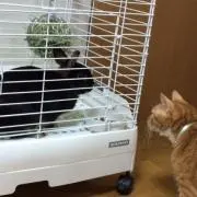 モフラブの画像
