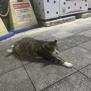 ねこねこの画像